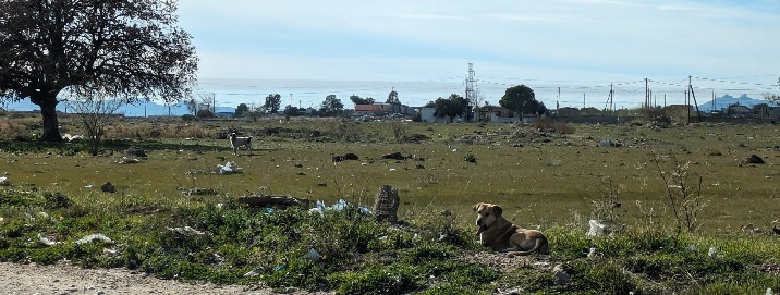 Yellow Cow by Franz Marc (1911)